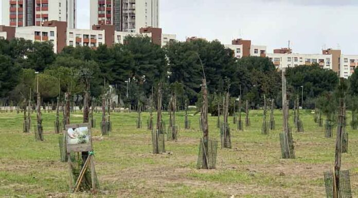 alberi Paolo VI
