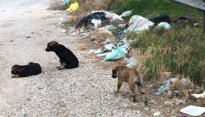 cuccioli abbandonati