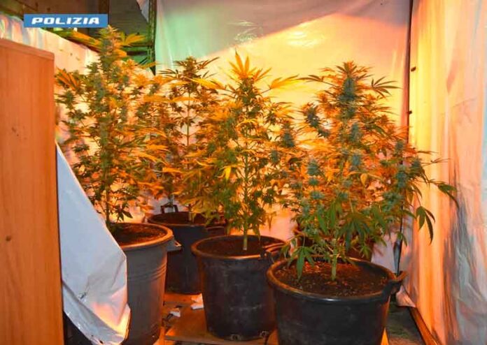 coltivazione marijuana