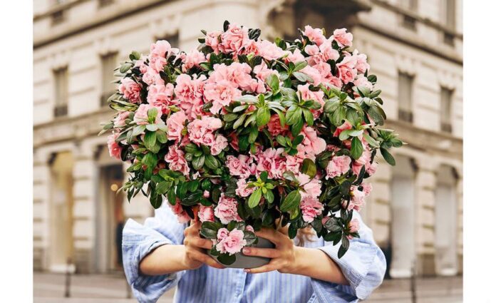 azalea della ricerca